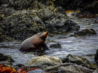 New Zealand Hookers Fur Seal Scratching