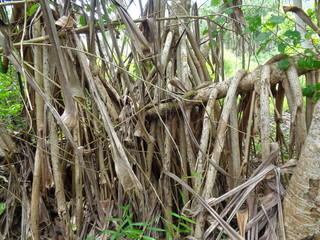 Fragrant Screwpine root (Pandanus fascicularis, Pandanus odorifer, Pandanus tectorius) with nature background. Fragrant plant in Indonesia.