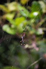 Beautiful Pink and Orange Orb Weaver Spider on Web