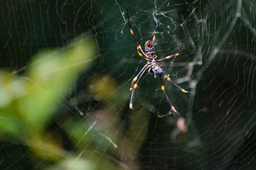 Beautiful Pink and Orange Orb Weaver Spider on Web