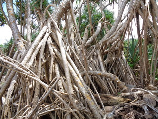 Fragrant Screwpine root (Pandanus fascicularis, Pandanus odorifer, Pandanus tectorius) with nature background. Fragrant plant in Indonesia.