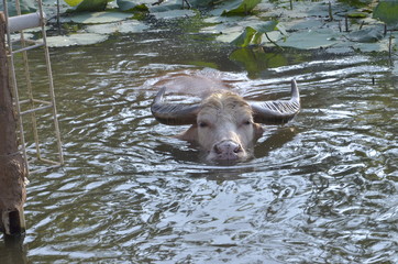 buffalo in mud