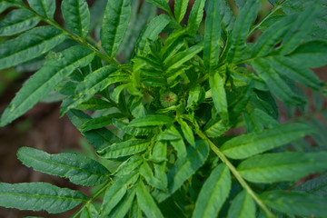 Naklejka na ściany i meble Green leaves with a pungent odor, marigolds