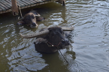 buffalo in mud