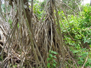 Fragrant Screwpine root (Pandanus fascicularis, Pandanus odorifer, Pandanus tectorius) with nature background. Fragrant plant in Indonesia.