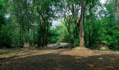forest