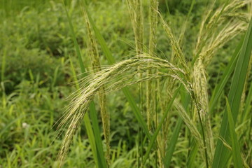 토종벼_강원도(江原稻)_native_rice_(2)