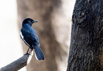 Close up Oriental Magpie Robin Perched on Branch Isolated on Background