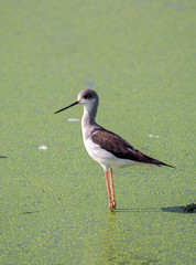 Close up Black Winged Stilt Standing in The Swamp