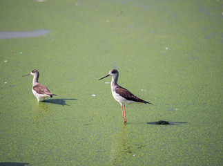 Close up Black Winged Stilt Standing in The Swamp