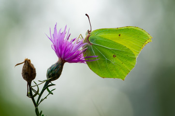Beautiful butterfly on a flower. Green butterfly on a pink flower.
