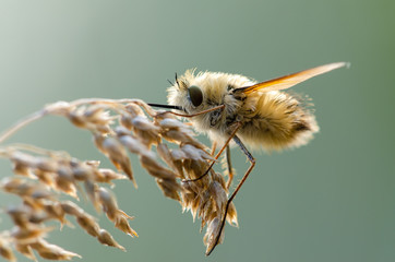 The fly was buzzing. Beautiful, fluffy fly. A fly with a long nose.
