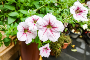 Beautiful pink colored petunias flowers