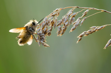 The fly was buzzing. Beautiful, fluffy fly. A fly with a long nose.