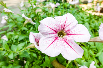 Beautiful pink colored petunias flowers