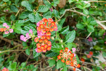 Orange and yellow Lantana camara flowers growing naturally in the wild
