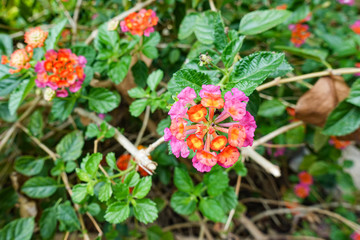 Orange and yellow Lantana camara flowers growing naturally in the wild