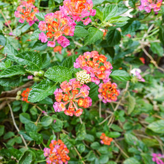 Orange and yellow Lantana camara flowers growing naturally in the wild
