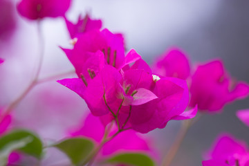 Plakat pink flower