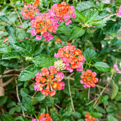 Orange and yellow Lantana camara flowers growing naturally in the wild