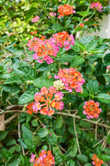 Orange and yellow Lantana camara flowers growing naturally in the wild