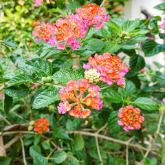Orange and yellow Lantana camara flowers growing naturally in the wild