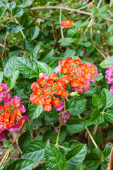 Orange and yellow Lantana camara flowers growing naturally in the wild