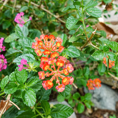 Orange and yellow Lantana camara flowers growing naturally in the wild