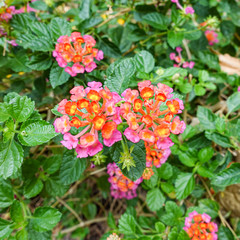 Orange and yellow Lantana camara flowers growing naturally in the wild