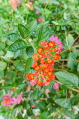 Orange and yellow Lantana camara flowers growing naturally in the wild
