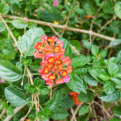 Orange and yellow Lantana camara flowers growing naturally in the wild