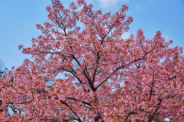 桜８