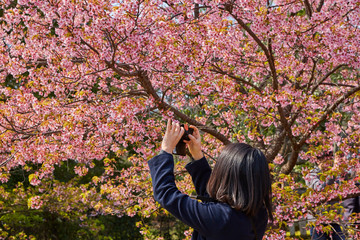 桜９
