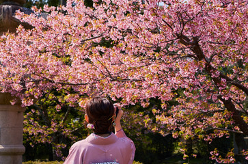 桜１０
