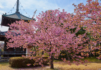 桜１１