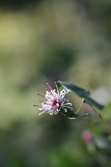 コウヤボウキの花
