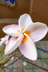 Obraz premium White and pink plumeria flowers on a tree