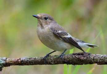 Female European pied flycatcher (ficedula hypoleuca) sits on small twig with clean green grassy background