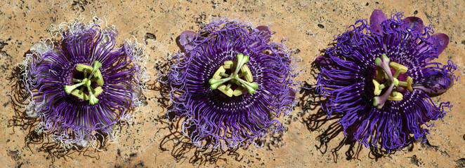 Three beautiful purple passiflora - passion flowers are laying on a travertine stone tile in the...