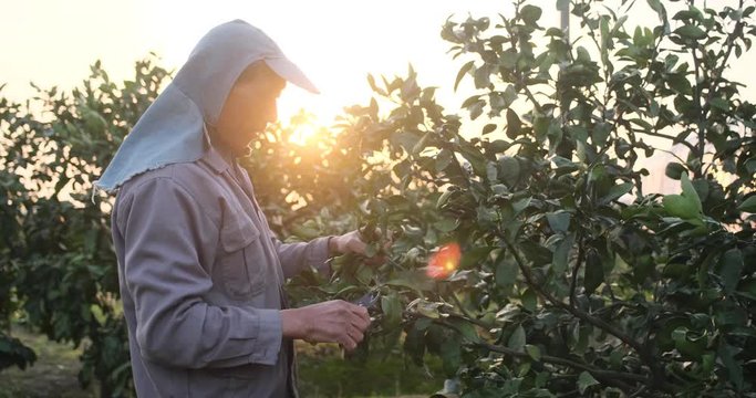 Landscaper Pruning orange  Tree Branches With Hand Scissor Cutting Tool In Spring