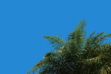 palm trees against blue sky