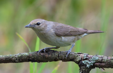 Garden warbler (sylvia borin) posing on little branch in light grey plumage 