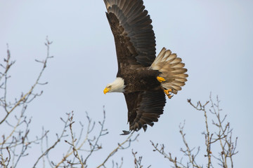 bald eagle in flight