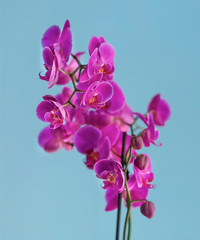 Beautiful orchids on a blue background. Save space