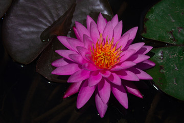  bloomed pink water liliy flower