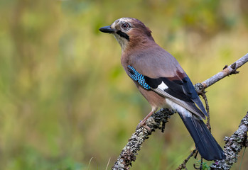 Curious Eurasian Jay (garrulus glandarius) turns her back on a lichen and mossy stump in the autumn forest 