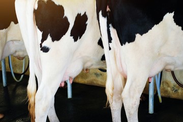 close up of part body of cow and udder at the farm.