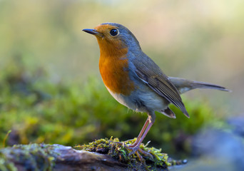 Mature European Robin (erithacus rubecula) fine posing on a moss covered old tree trunk in mossy environment
