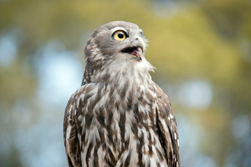 this is a close up of a  barking owl