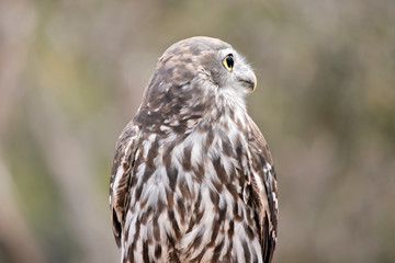this is a close up of a  barking owl